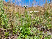 Parnassiafamilie [Parnassiaceae]